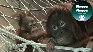 Orangutan Sprout Spending Time With Her Baby Son