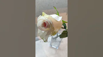 шоковая терапия для роз, проверим