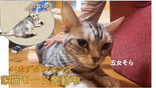 【猫娘　双子猫】　猫娘・いたずらツインズのある日 by 猫娘・犬娘　in　アニマルハウス 92 views 6 months ago 5 minutes, 42 seconds