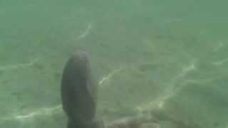 Oktopus im Wasser am Ballermann 6 Mallorca Strand