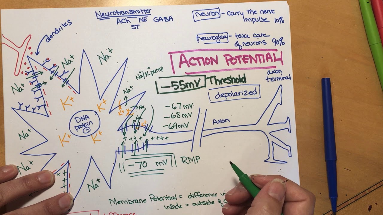Action Potentials - YouTube