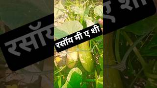 #funny #harvesting of khira