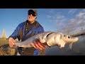 CATCH N' COOK WHITE STURGEON!!!