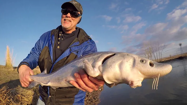 CATCH N' COOK WHITE STURGEON!!!