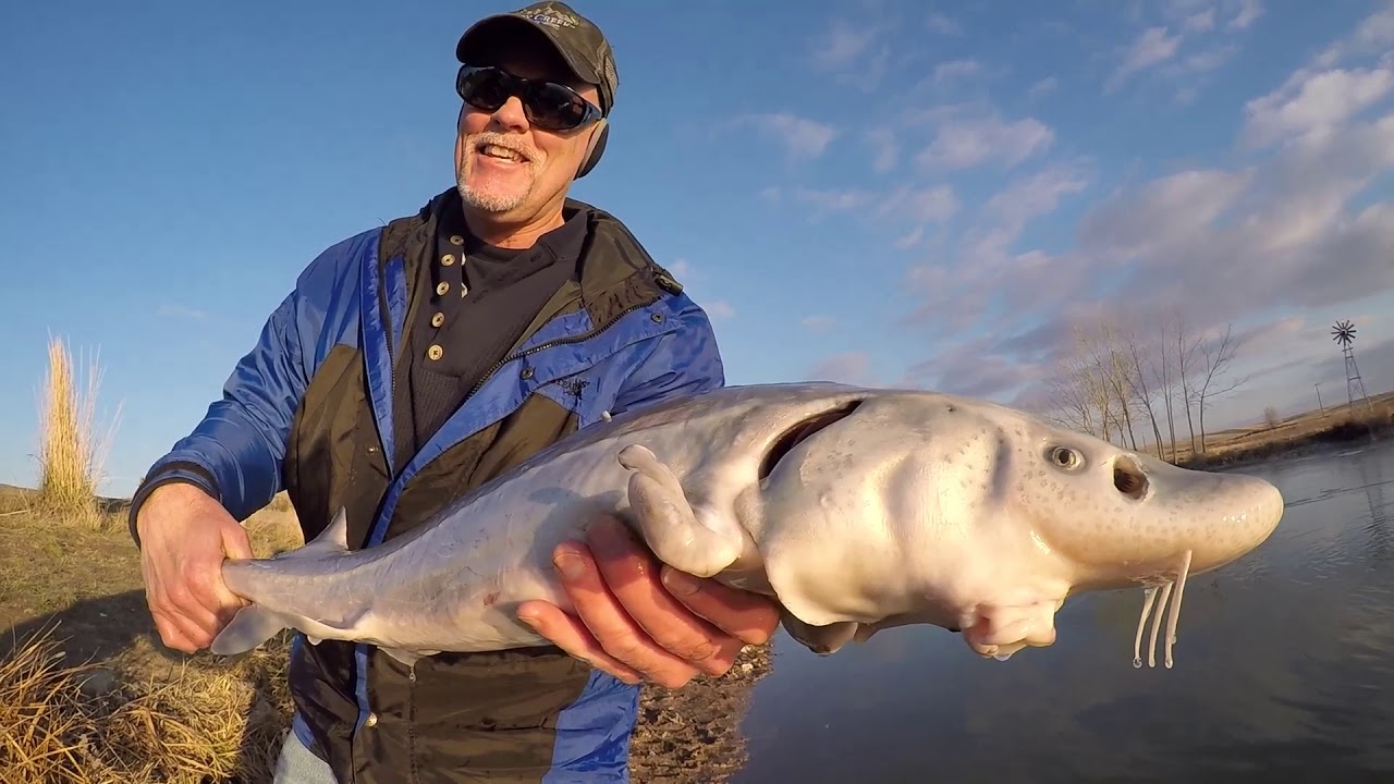 The Ultimate Guide to Catching and Cooking Sturgeon: Expert Tips and  Techniques