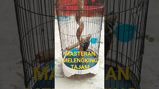 Download Lagu Masteran Andalan Penghobi burung kicauan #kicaumania #masteran #burung #tengkekbuto MP3 Download Lagu Masteran Andalan Penghobi burung kicauan #kicaumania #masteran #burung #tengkekbuto MP3