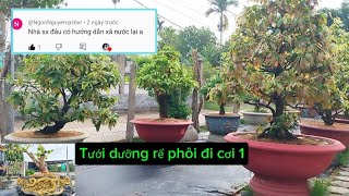 Tại sao tưới Ridomil Gol qua hôm sau xả nước lại?