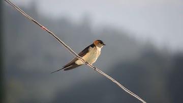The red-rumped swallow (Cecropis daurica) preening and singing.