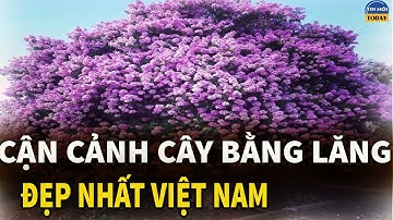 CÂY BẰNG LĂNG Đẹp Nhất Việt Nam Khiến Ai cũng Phải Mê Mải Ngắm Nhìn/  TMTD
