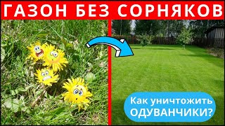 Сорняки на газоне. Как уничтожить🌼ОДУВАНЧИКИ🌼на газоне навсегда? Как избавится от сорняков на газоне