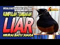 KUMPULAN MURAI BATU TEMBAKAN PEDAS & LIAR  | masteran dan pancingan murai batu terbaik