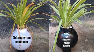 Chlorophytum Comosum #spiderplant