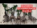 МАРФОН ЗАМИОКУЛЬКАС часть 2 укореняем листья замиокулькаса 3 способами на рост мощной корневой
