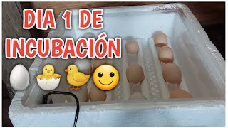 Cómo tener éxito con huevos de gallina desde el día 1