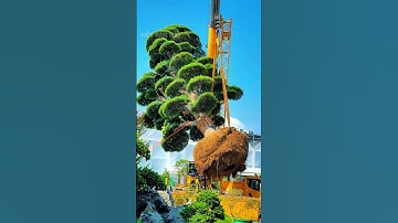 Cây Tùng La Hán trị giá 50 TỶ đang được di dời bằng cần cẩu