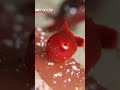 Japan's cutest fish is just 1cm longーNHK WORLD-JAPAN NEWS #shorts