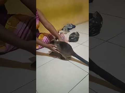 Tribal fight in the Highlands of Papua New Guinea, Wapenamanda, Enga province.