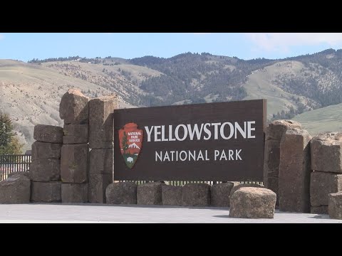 Yellowstone visitors put baby elk in car