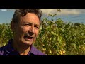 Why London's grapes are doing well - BBC London