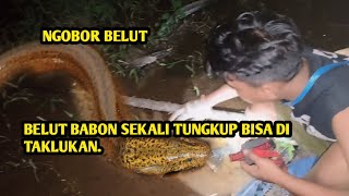 NGOBOR BELUT BUAT HARI RAYA DI RAWA GELEDEGAN DAPAT BABON.