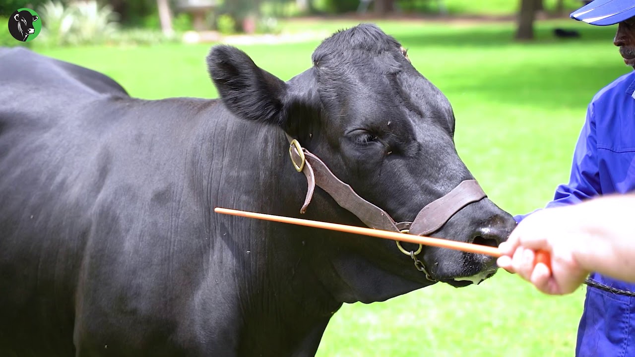 3. Drakensberger koei standaard van voortreflikheid