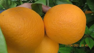 ليمون فالاسيانا,برتقال ماكلة وعصير بلا سنيدة موجودة,valaciana