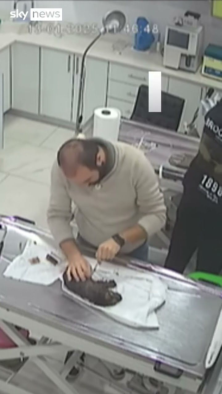 Moment dog carries sick puppy to the vet