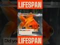The Surprising Secrets of Goldfish: From Ancient Origins to Modern Marvels