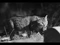 La fascinante vida nocturna de la fauna salvaje: gato montés, zorros, garduñas...