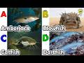 Sea animals for kids | ABC phonics animals | ABC Sea Animals song | English and Animals for Kids