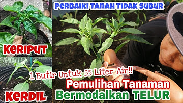 Modal Telur!! Pulihkan KESUBURAN Tanaman yang Keriput,Keriting dan Kerdil (Cabe,tomat,terong dll)