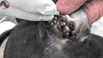Save Poor Dog From Many Ticks Attacking - Removing Ticks From Poor Pet In Countryside @FamilyKun