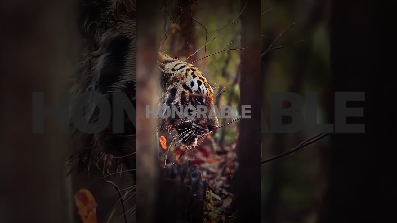 Tiger edit #editing #movie #editing #clippers