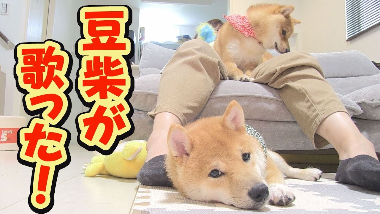 Mameshiba starts singing along with his mom at the perfect timing