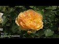 薔薇園の楽しみ: 黄色バラ