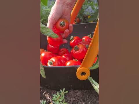 Jak správně sklízet rajčata? #garden #zahrada #zahradnizachranari #rada #rajce #tomato #zelenina