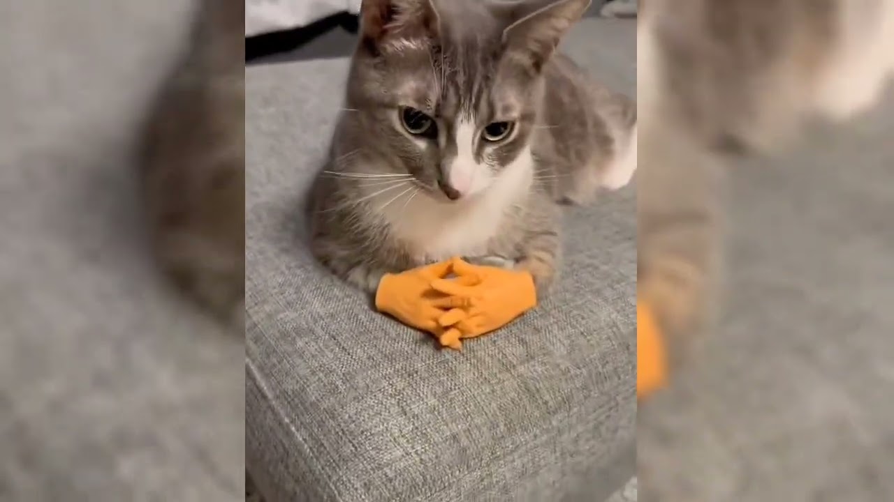 Funny ANIMALS videos 😂 Funniest CATS😺 and DOGS🐶 2025 #funny #dogs #pets #cats 