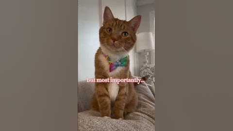 This robot litter box is life-changing ✨