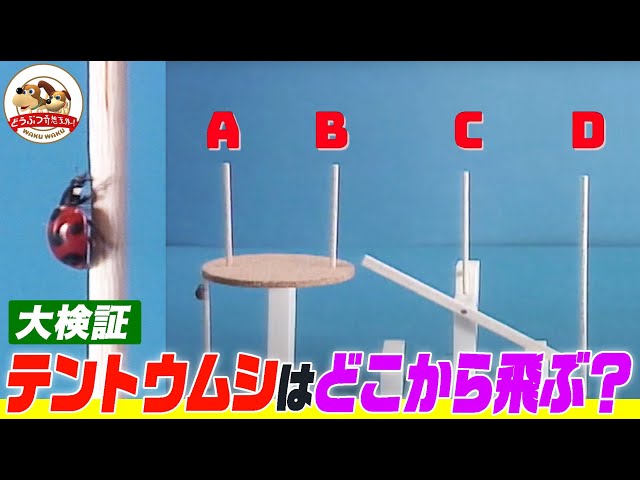 サンシャワーのてんとう虫模様の飛行体 サンシャワーのてんとう虫模様の飛行体