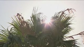 Beating the heat in Borrego Springs