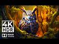 Incredible 4K Visuals Dolby Vision HDR 60FPS Revealing Nature S Finest Beauty 