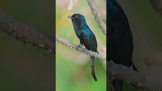 square tailed drongo cuckoo #birds #birdsound #birdsinging #wildlife #birdsong #birdcall