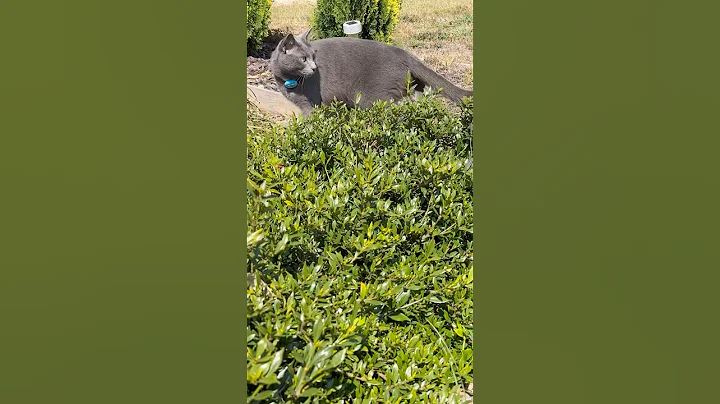 Watch the video about Russian Blue Goes Bug Hunting in the Backyard! #cat #catlife #catadventures #catplaying #catlovers