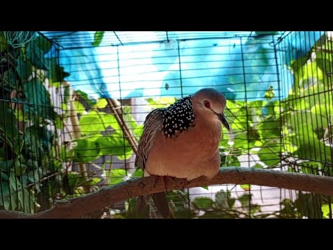 রাগি তিলা ঘুঘু পাখির ডাক mp3/Dove bird sound/indian dove sound#bmmedia1#birdsounds.