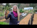 The garden in february  harvesting veg diy berry trellis and garden tour