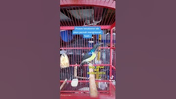 Kolibri kelapa menari