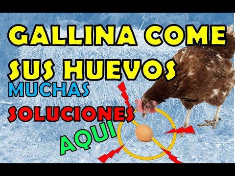 Video: ¿Se comerán las gallinas sus propios huevos?