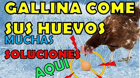 ¿Por qué se comen los huevos las gallinas?