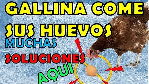 ¿Por qué no se pueden comer huevos de gallina?