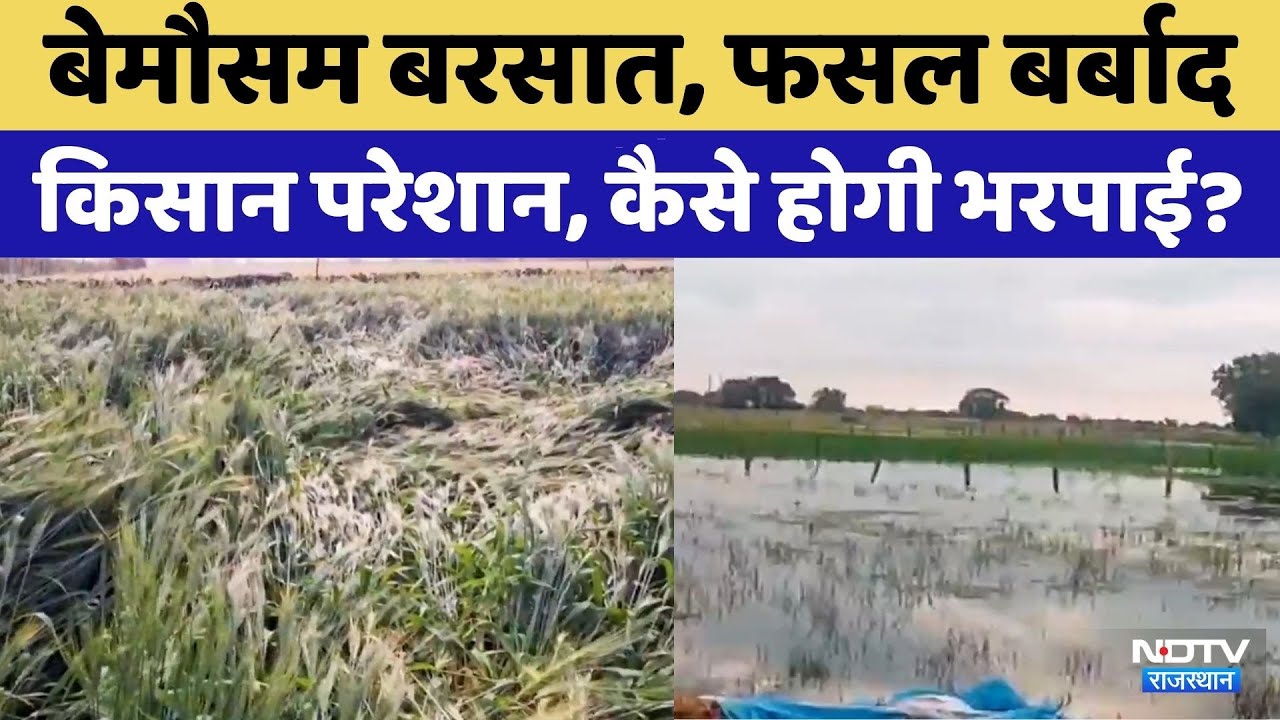 Baran News:बेमौसम बरसात, फसल बर्बाद | Rajasthan Top News | Weather Alert  | Wheat Crop | Latest News